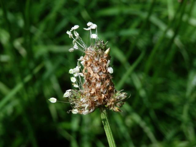 Jitrocel kopinatý (Plantago lanceolata L.) - větvené květenství (17)