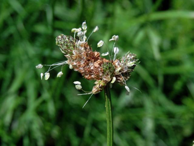 Jitrocel kopinatý (Plantago lanceolata L.) - větvené květenství (18)