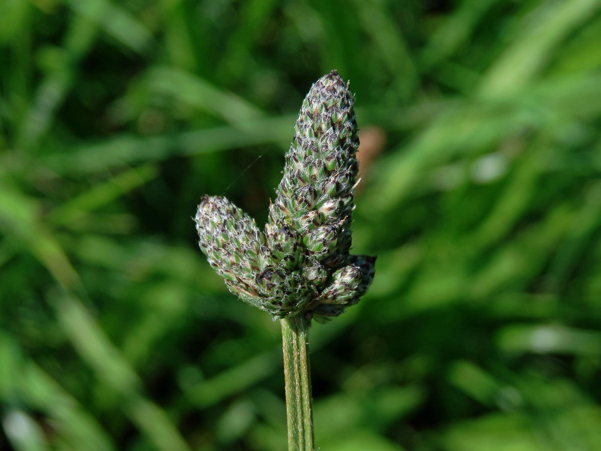 Jitrocel kopinatý (Plantago lanceolata L.) - větvené květenství (20)