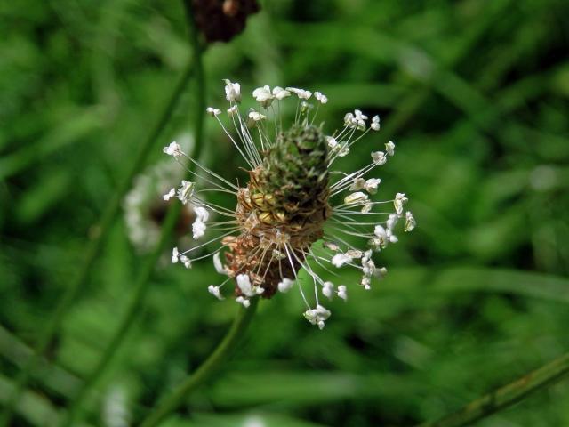 Jitrocel kopinatý (Plantago lanceolata L.)