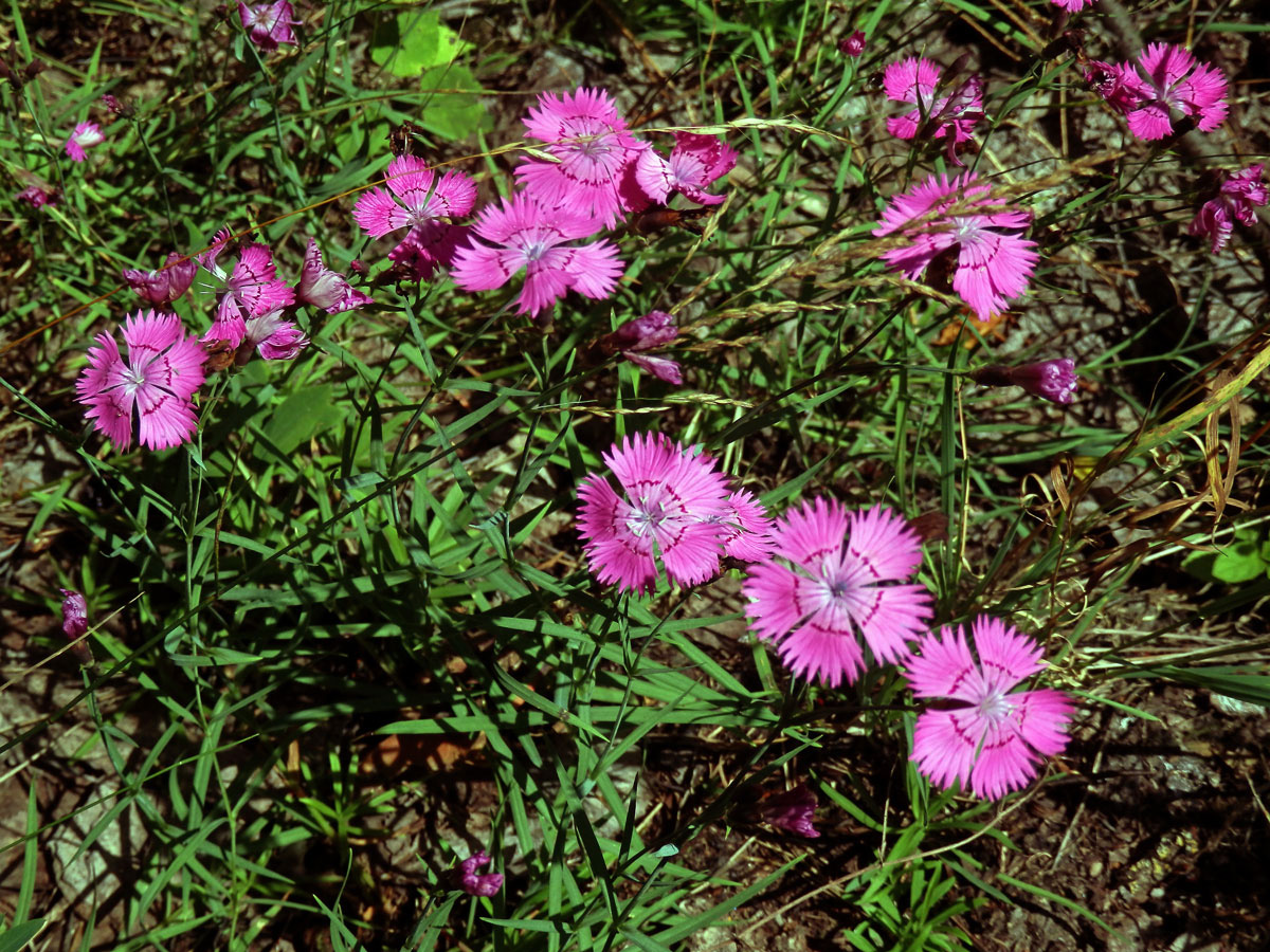 Hvozdík lesní (Dianthus sylvaticus Wills.)