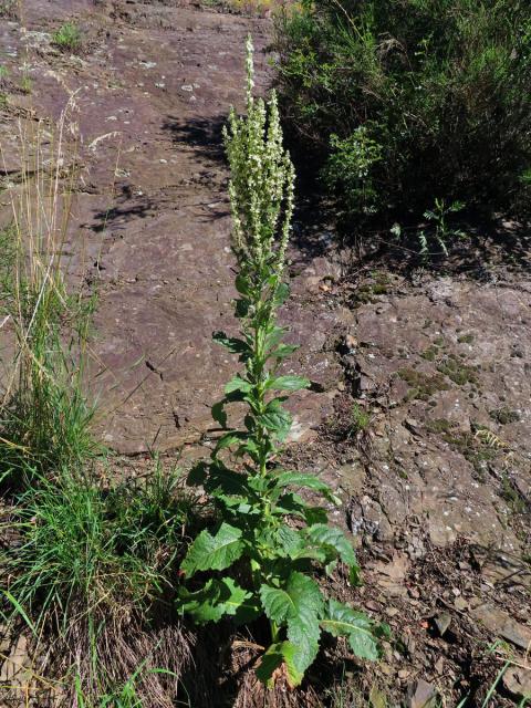 Divizna knotovkovitá bělokvětá (Verbascum lychnitis subsp. moenchii C. F. Schultz)