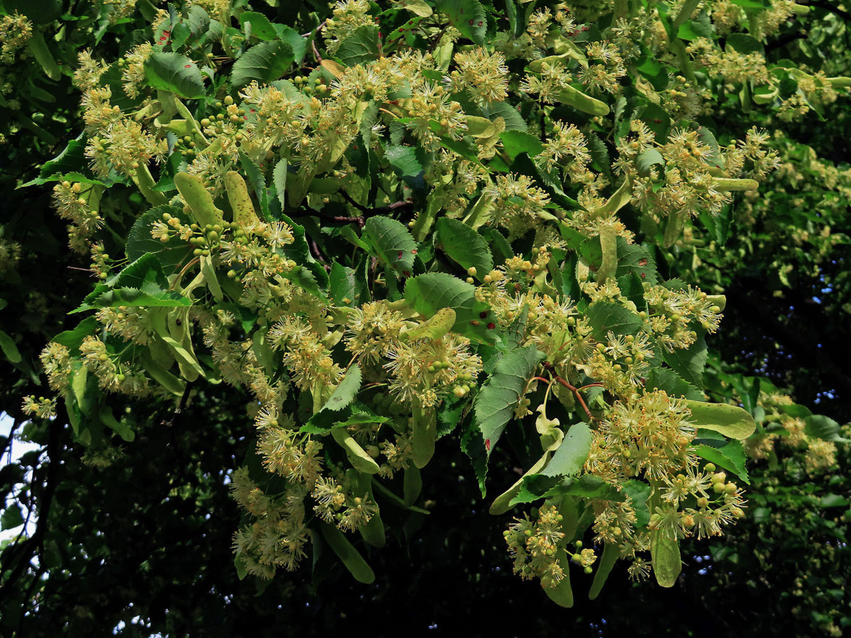 Lípa srdčitá - malolistá (Tilia cordata Mill.)