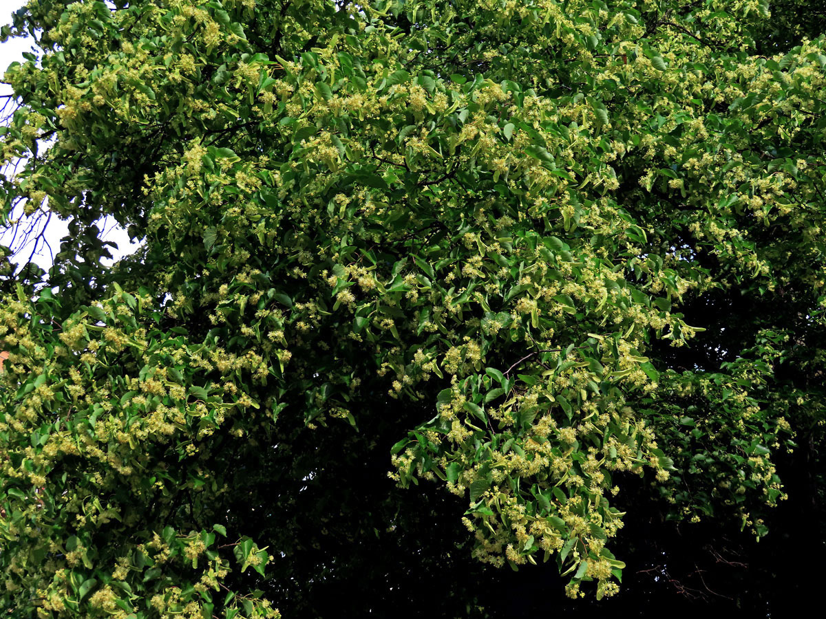 Lípa srdčitá - malolistá (Tilia cordata Mill.)