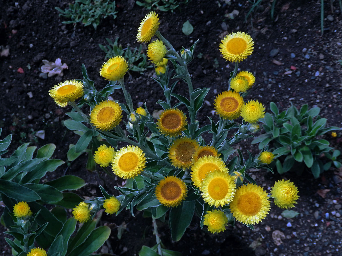 Smil (Helichrysum decorum DC.)