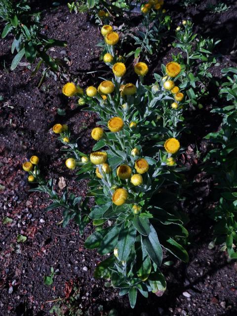 Smil (Helichrysum decorum DC.)