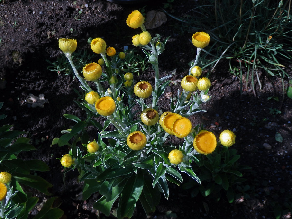 Smil (Helichrysum decorum DC.)