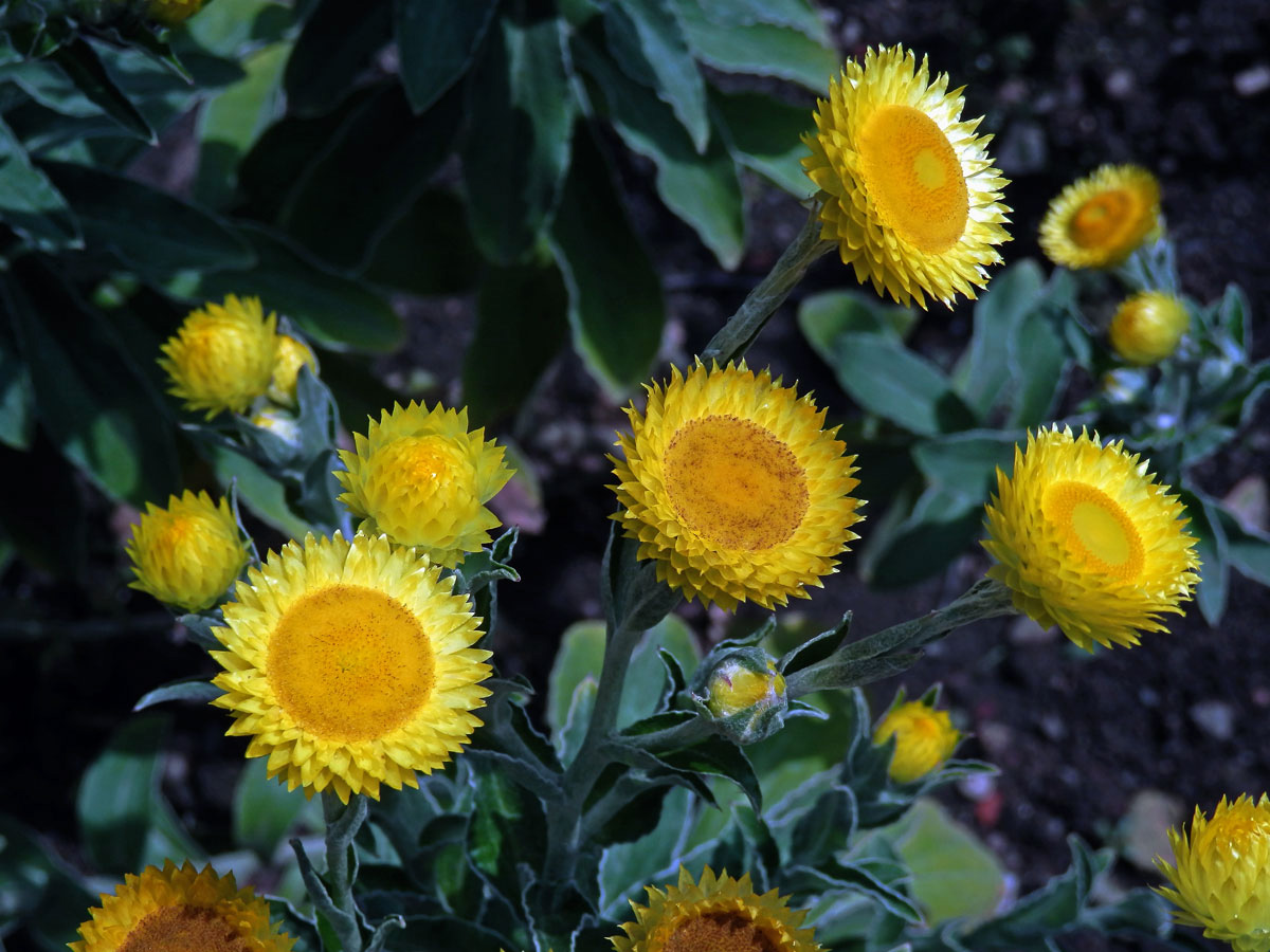 Smil (Helichrysum decorum DC.)