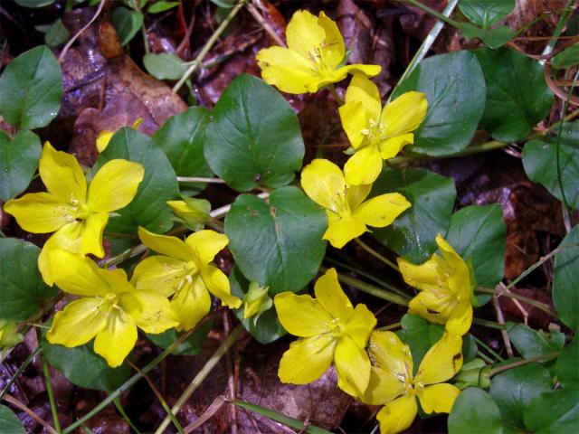 Vrbina penízková (Lysimachia nummularia L.)