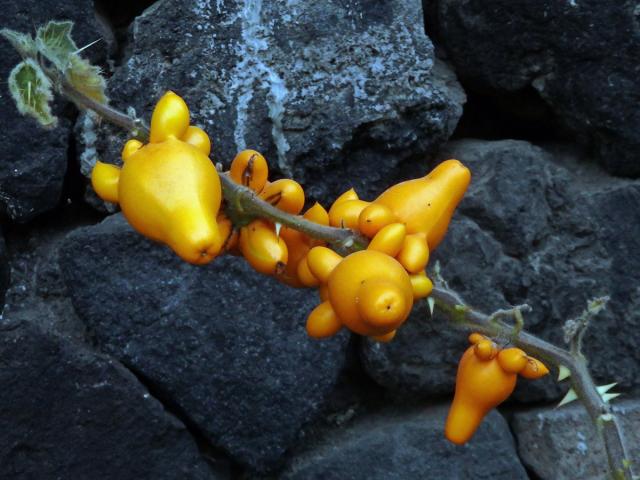 Lilek (Solanum mammosum L.)