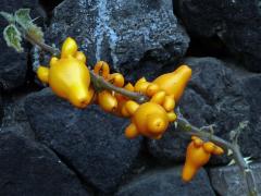 Lilek (Solanum mammosum L.)  