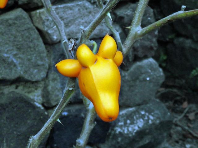 Lilek (Solanum mammosum L.)