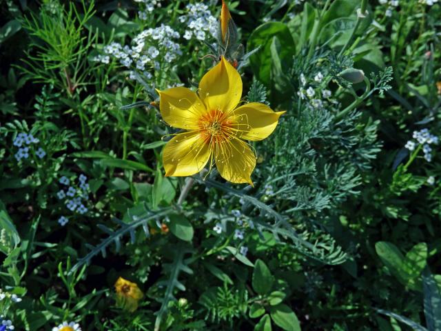 Mentzelia lindleyi Torr. et A. Gray