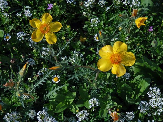 Mentzelia lindleyi Torr. et A. Gray