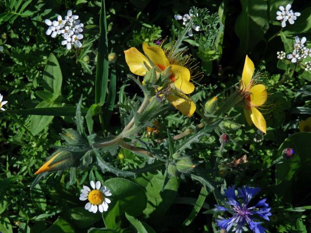 Mentzelia lindleyi Torr. et A. Gray