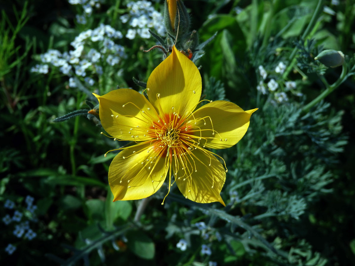 Mentzelia lindleyi Torr. et A. Gray