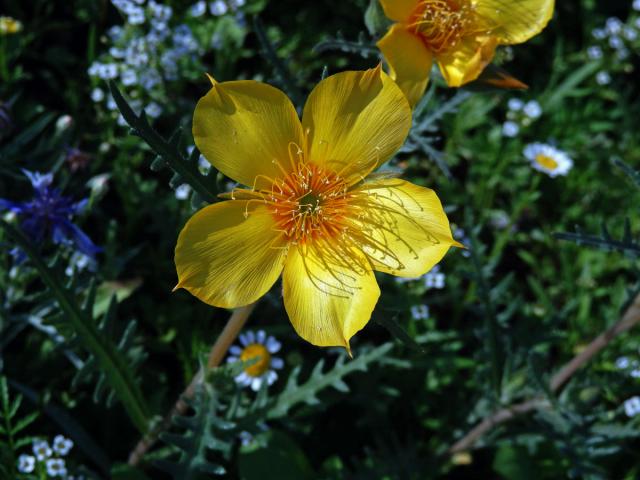 Mentzelia lindleyi Torr. et A. Gray