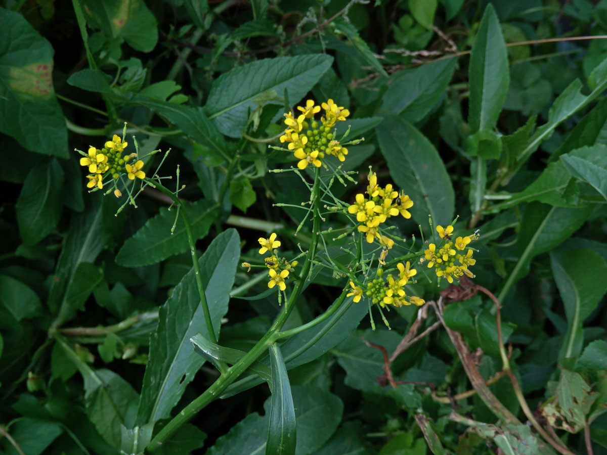 Rukev obojživelná (Rorippa amphibia (L.) Besser)