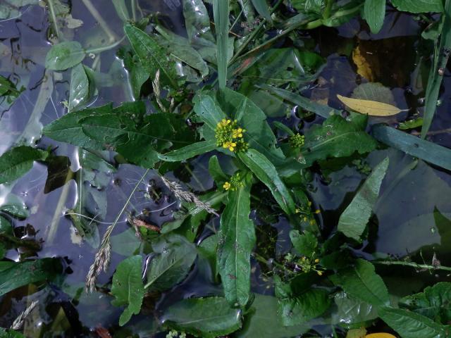 Rukev obojživelná (Rorippa amphibia (L.) Besser)