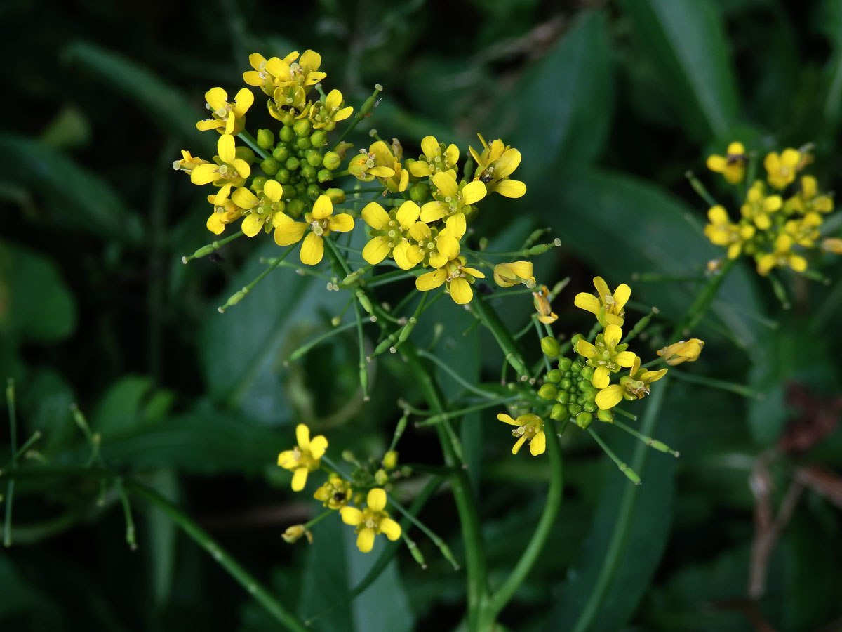 Rukev obojživelná (Rorippa amphibia (L.) Besser)