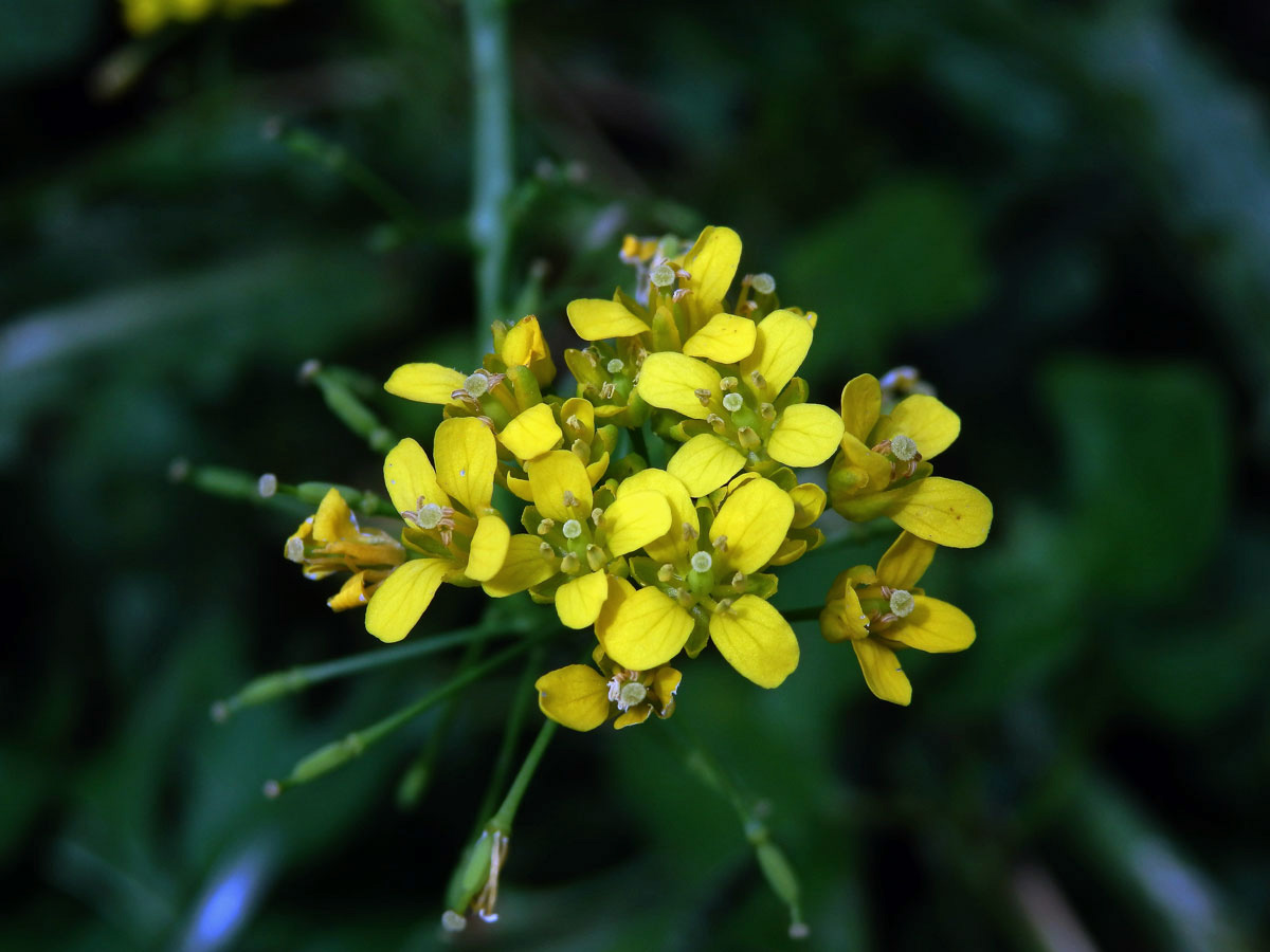 Rukev obojživelná (Rorippa amphibia (L.) Besser)