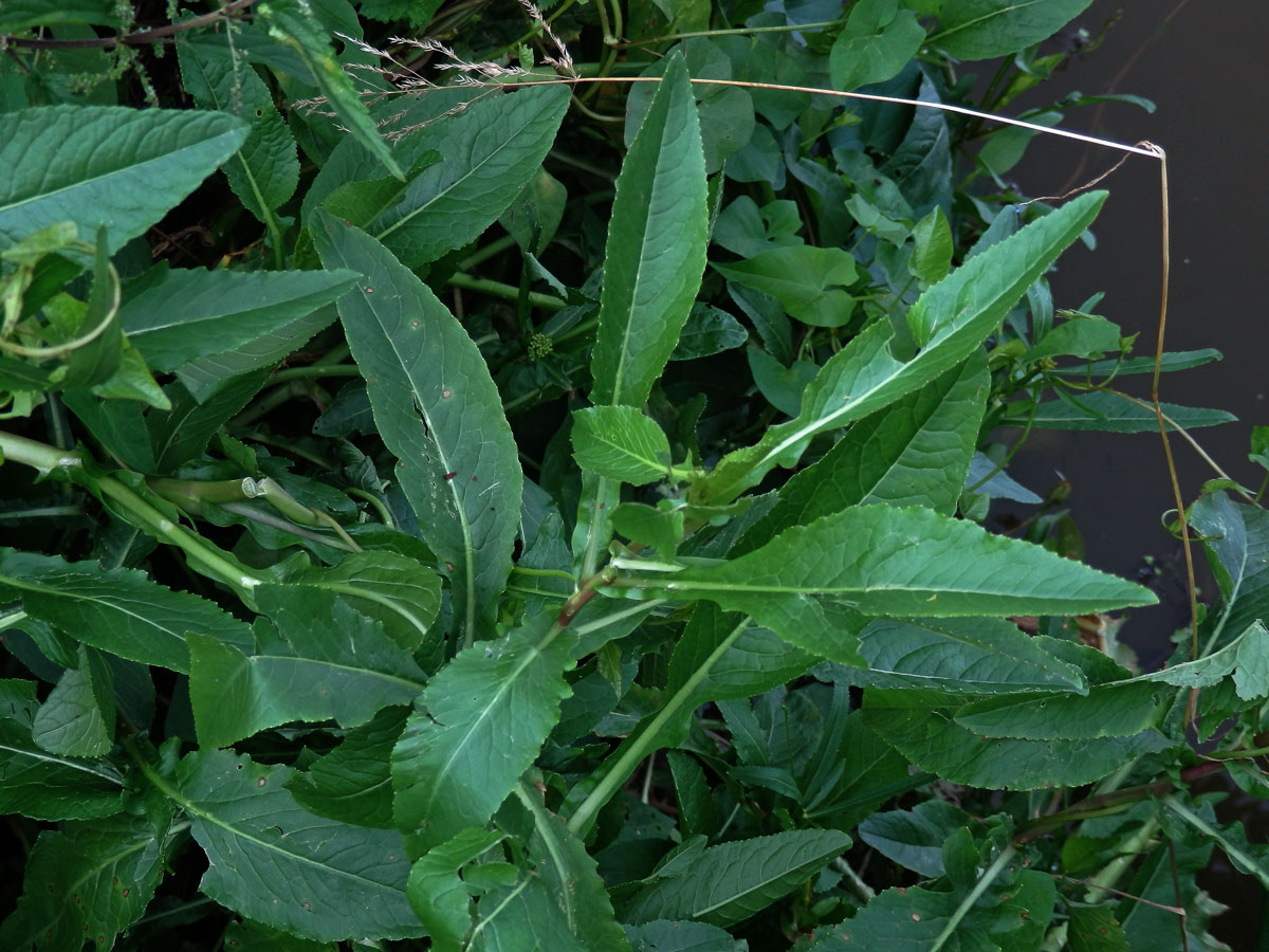 Rukev obojživelná (Rorippa amphibia (L.) Besser)