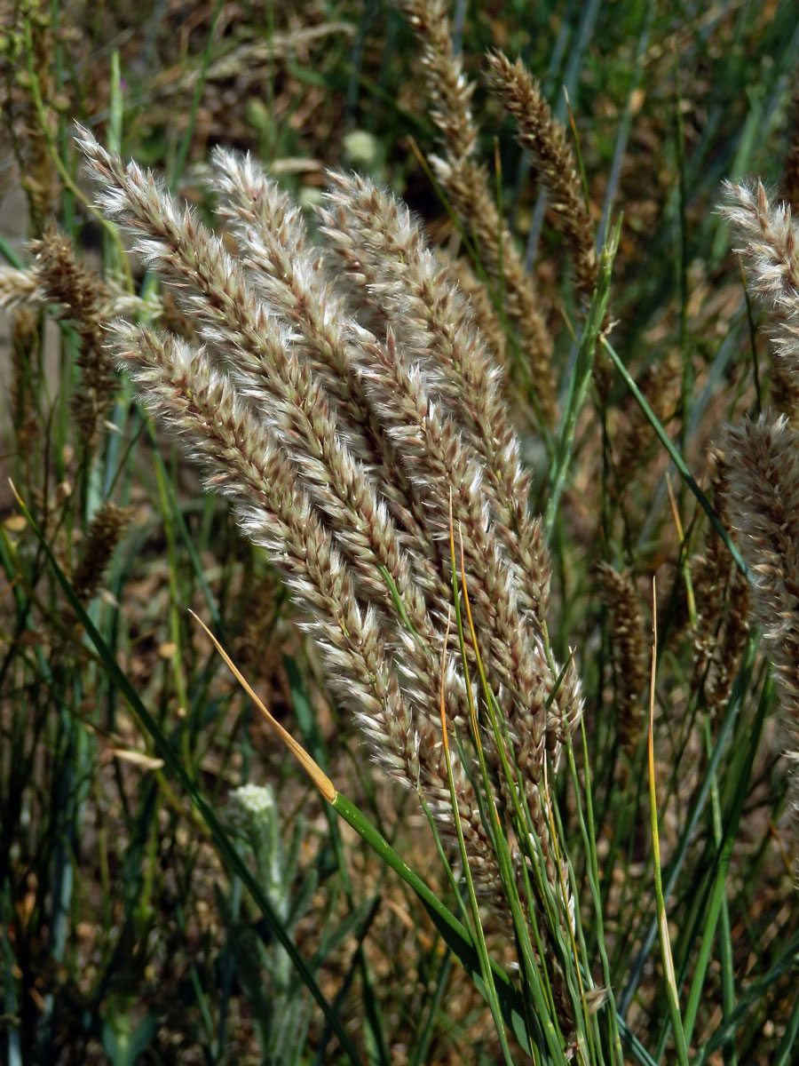 Strdivka sedmihradská (Melica transsilvanica Schur)