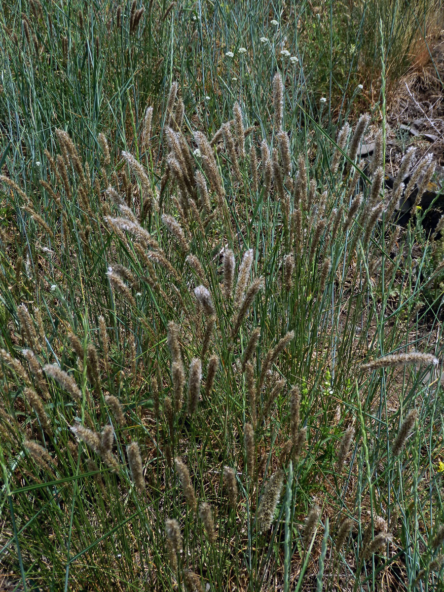 Strdivka sedmihradská (Melica transsilvanica Schur)