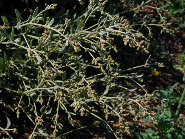 Lebeda šruchovitá (Atriplex portulacoides (L.) Aellen)