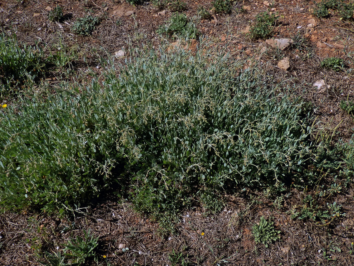 Lebeda šruchovitá (Atriplex portulacoides (L.) Aellen)