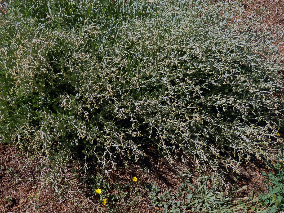 Lebeda šruchovitá (Atriplex portulacoides (L.) Aellen)