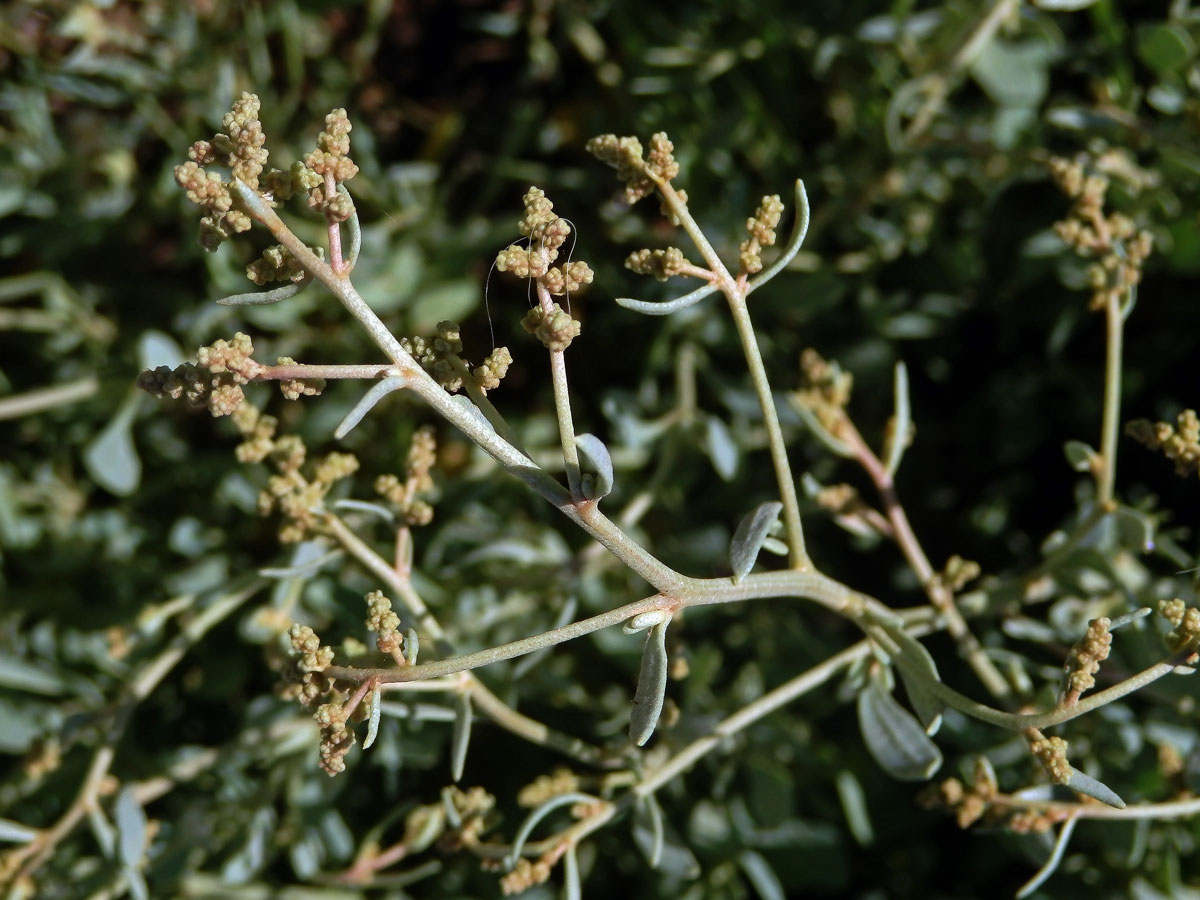 Lebeda šruchovitá (Atriplex portulacoides (L.) Aellen)