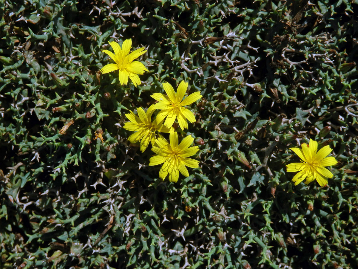 Launea parožnatá (Launaea cervicornis (Boiss.) Font Quer & Rothm.)