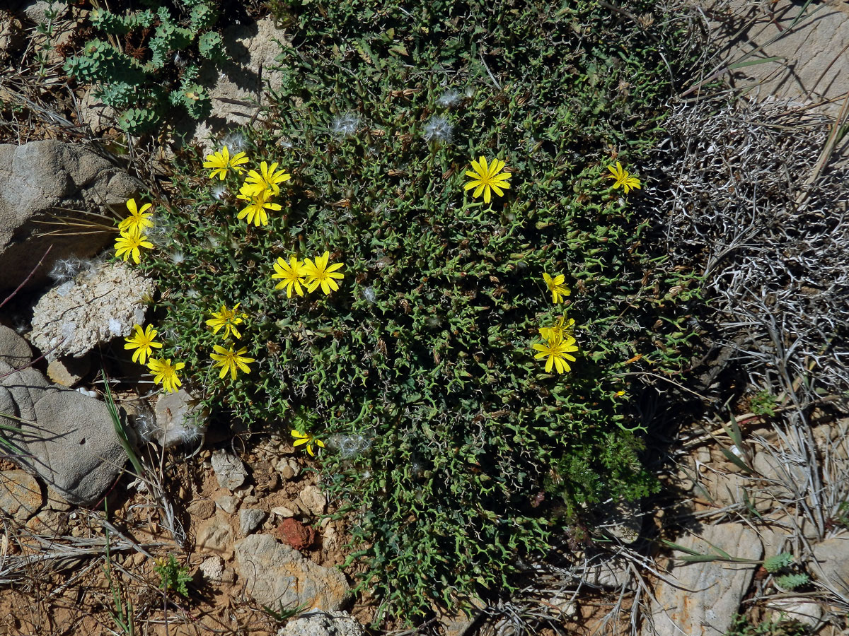 Launea parožnatá (Launaea cervicornis (Boiss.) Font Quer & Rothm.)