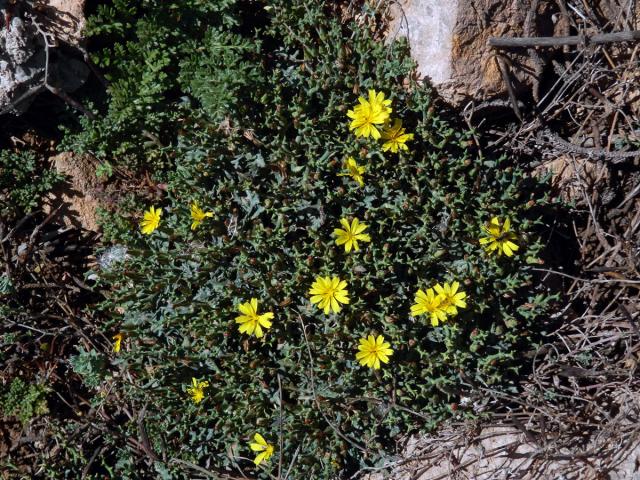 Launea parožnatá (Launaea cervicornis (Boiss.) Font Quer & Rothm.)