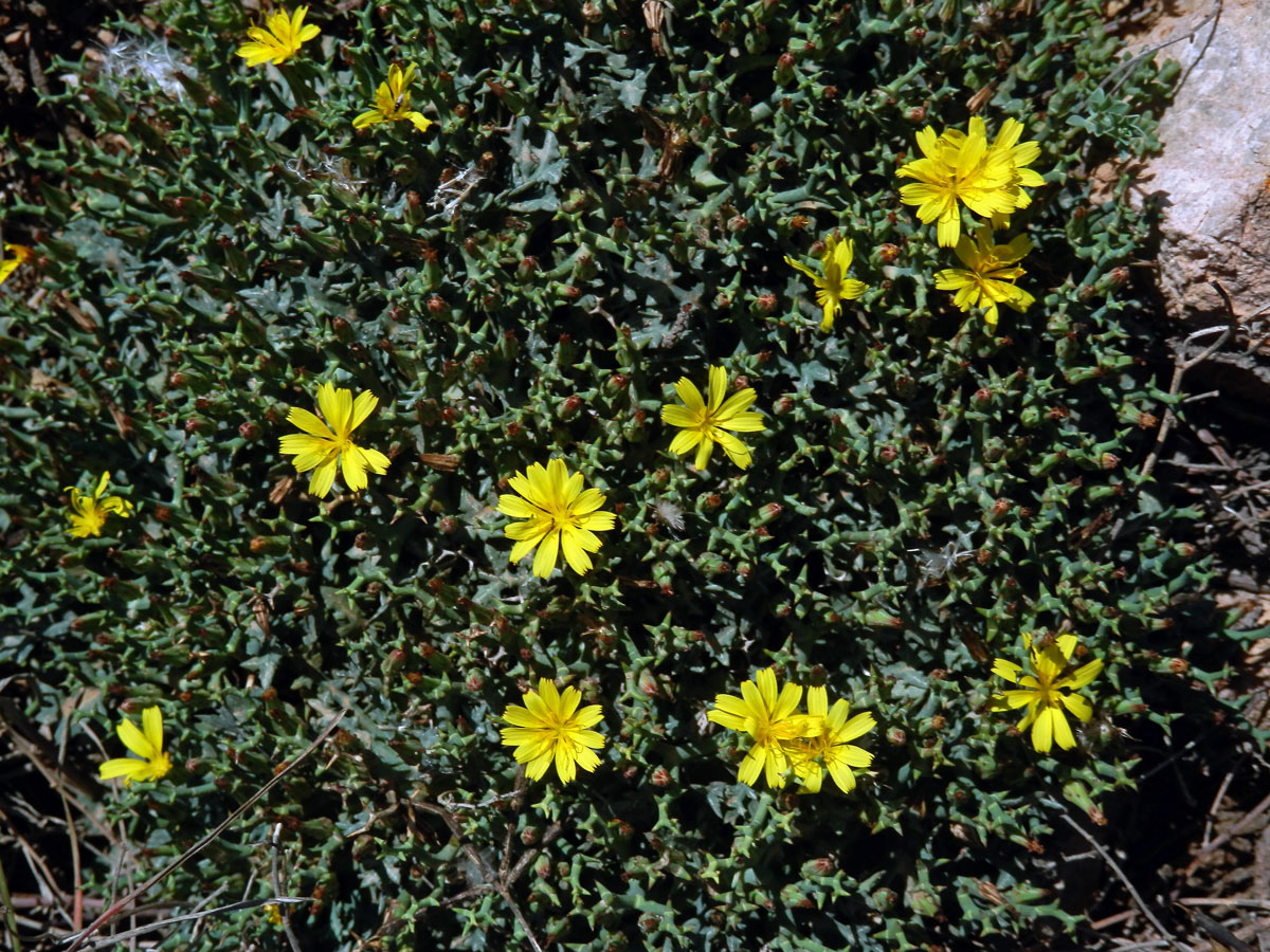 Launea parožnatá (Launaea cervicornis (Boiss.) Font Quer & Rothm.)