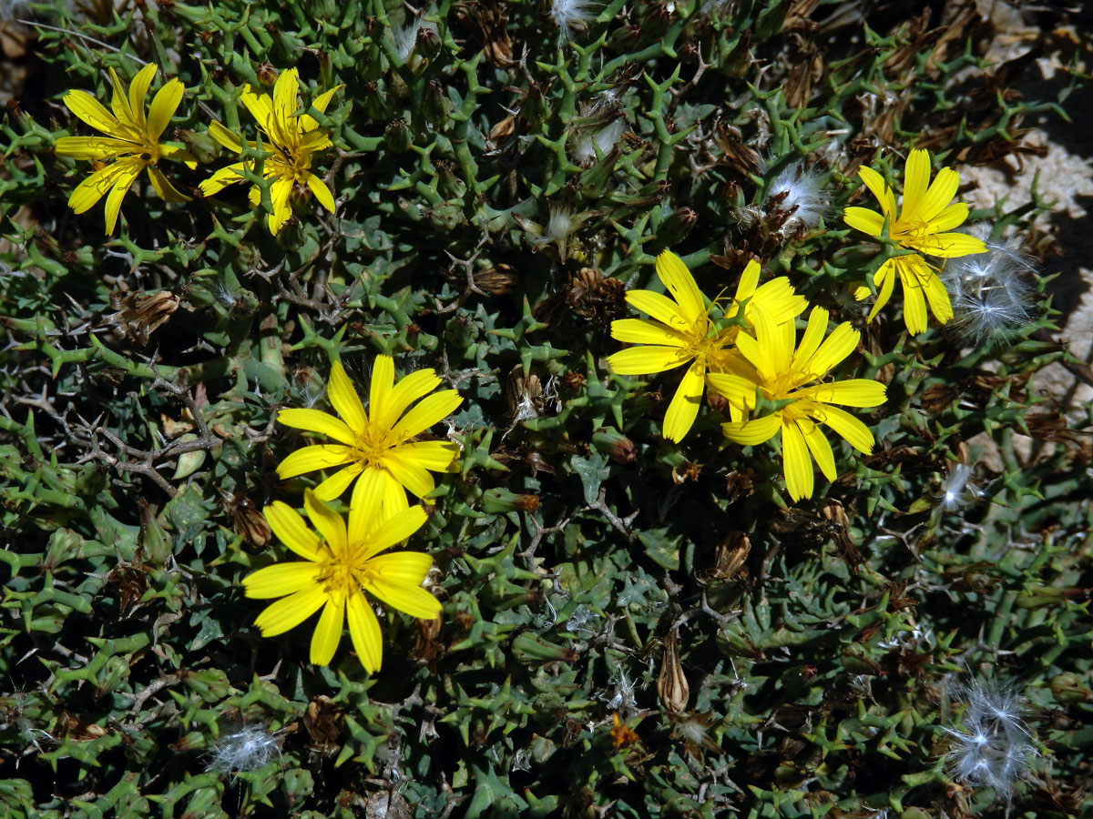 Launea parožnatá (Launaea cervicornis (Boiss.) Font Quer & Rothm.)