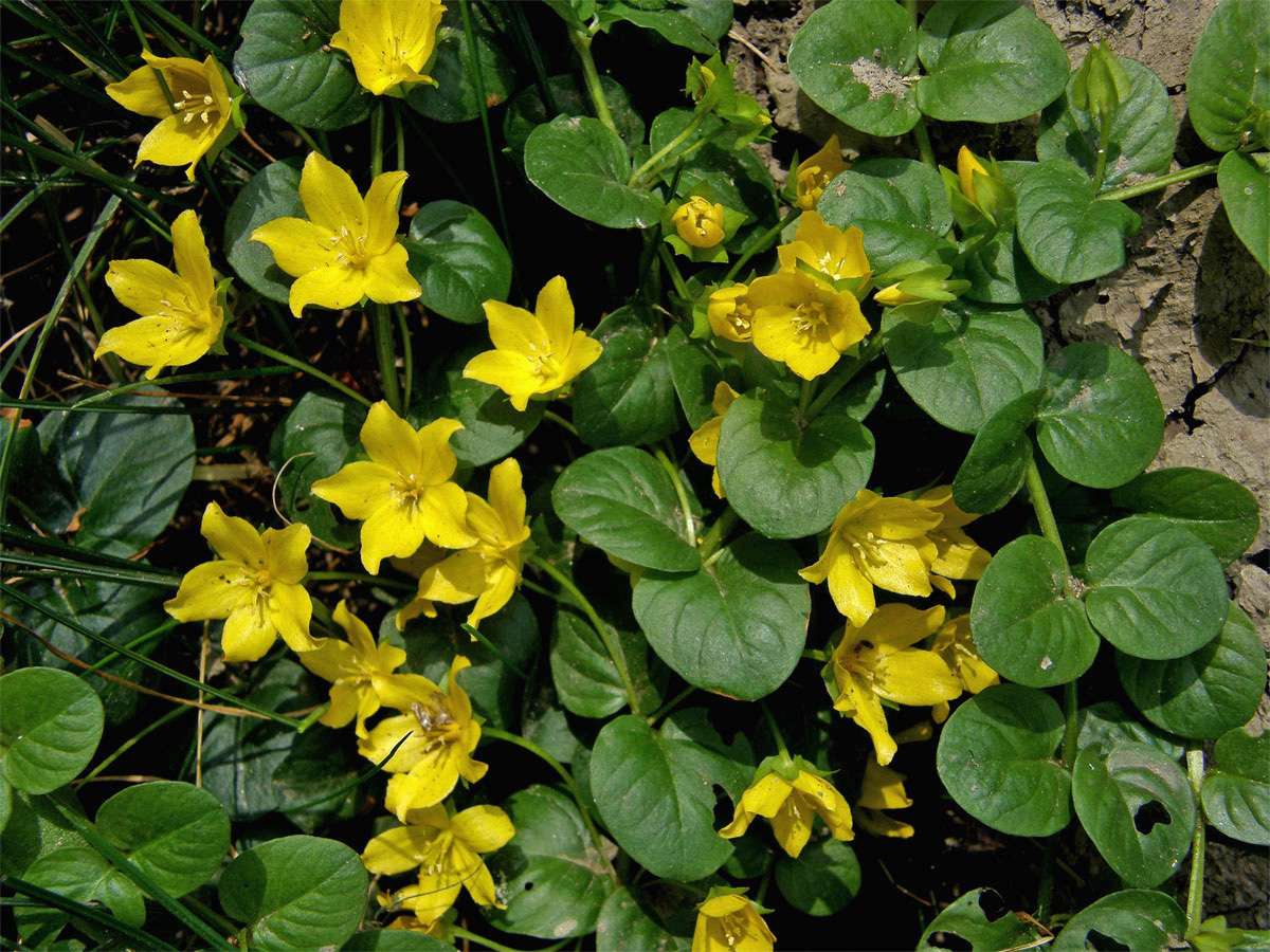 Vrbina penízková (Lysimachia nummularia L.)