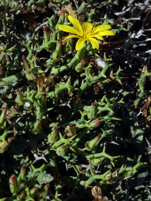 Launea parožnatá (Launaea cervicornis (Boiss.) Font Quer & Rothm.)