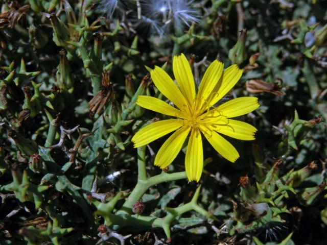 Launea parožnatá (Launaea cervicornis (Boiss.) Font Quer & Rothm.)