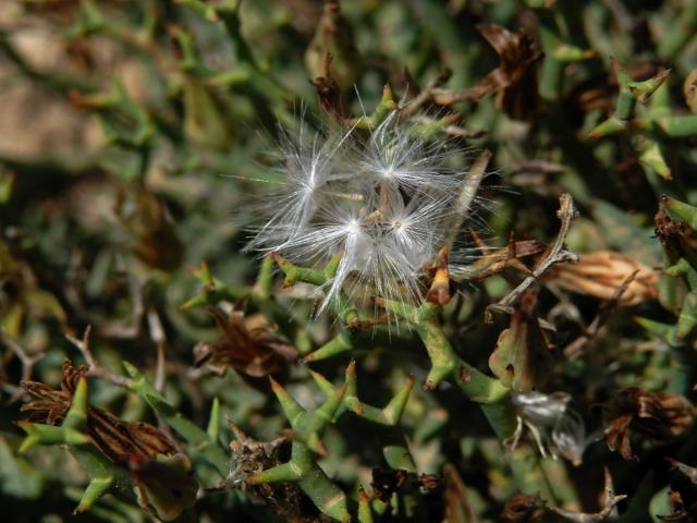 Launea parožnatá (Launaea cervicornis (Boiss.) Font Quer & Rothm.)