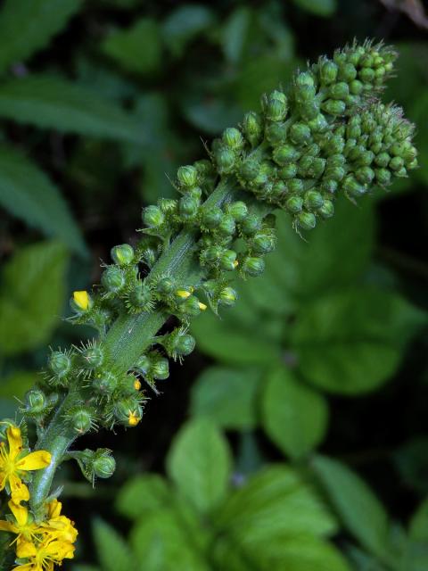 Řepík lékařský (Agrimonia eupatoria L.), fasciace stonku