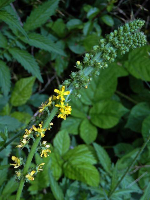 Řepík lékařský (Agrimonia eupatoria L.), fasciace stonku