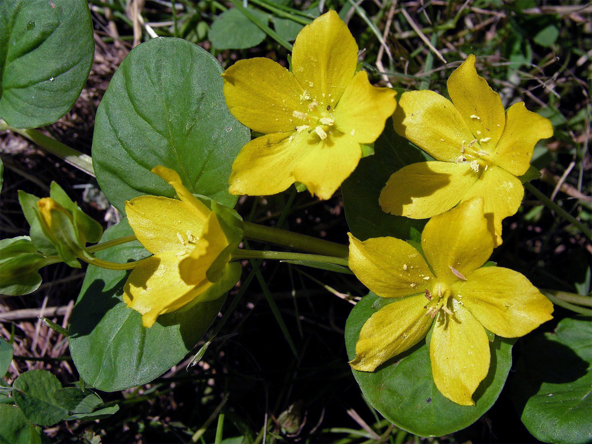 Vrbina penízková (Lysimachia nummularia L.)