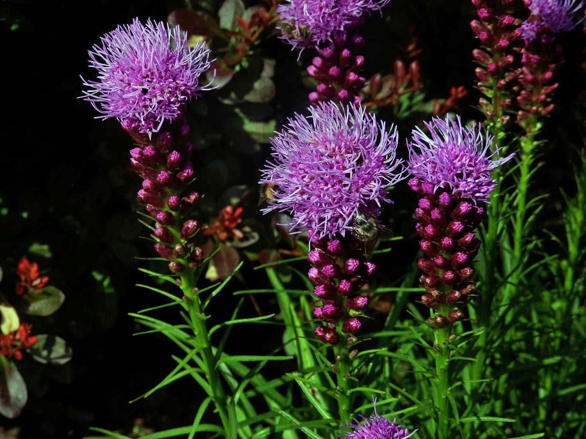 Šuškarda klasnatá (Liatris spicata (L.) Willd.)