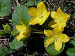 Vrbina penízková (Lysimachia nummularia L.)