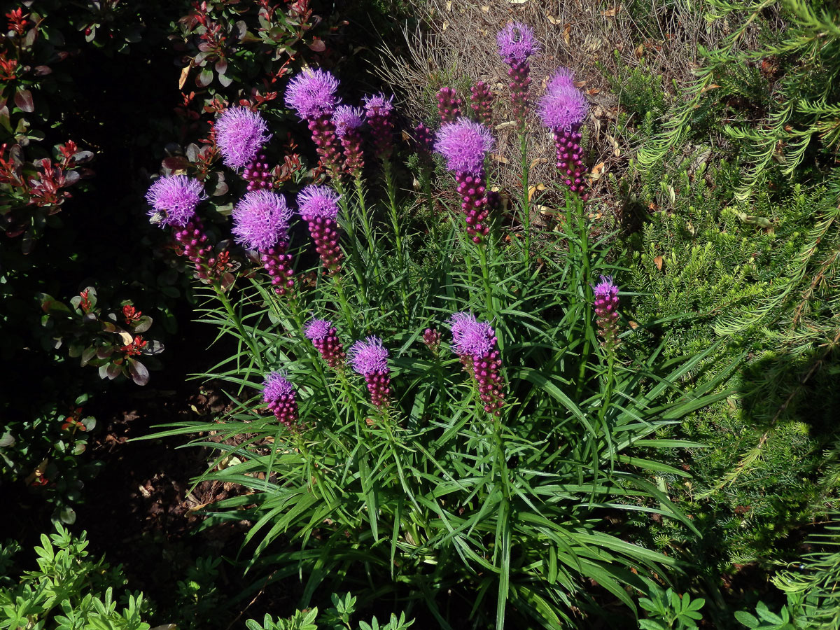 Šuškarda klasnatá (Liatris spicata (L.) Willd.)