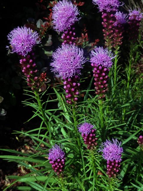 Šuškarda klasnatá (Liatris spicata (L.) Willd.)