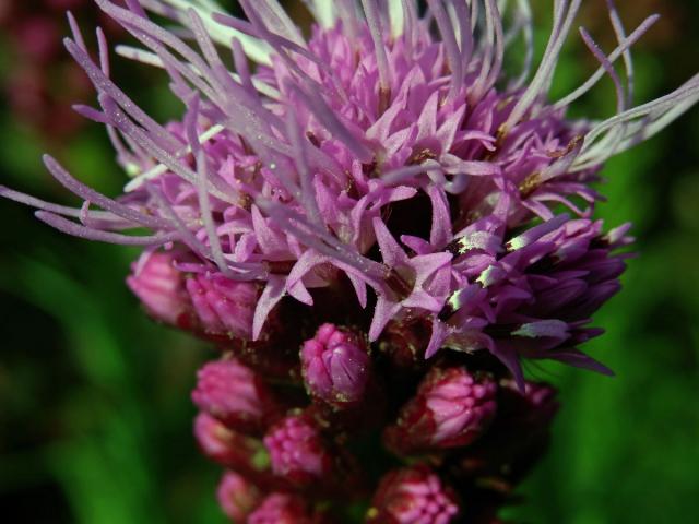 Šuškarda klasnatá (Liatris spicata (L.) Willd.)