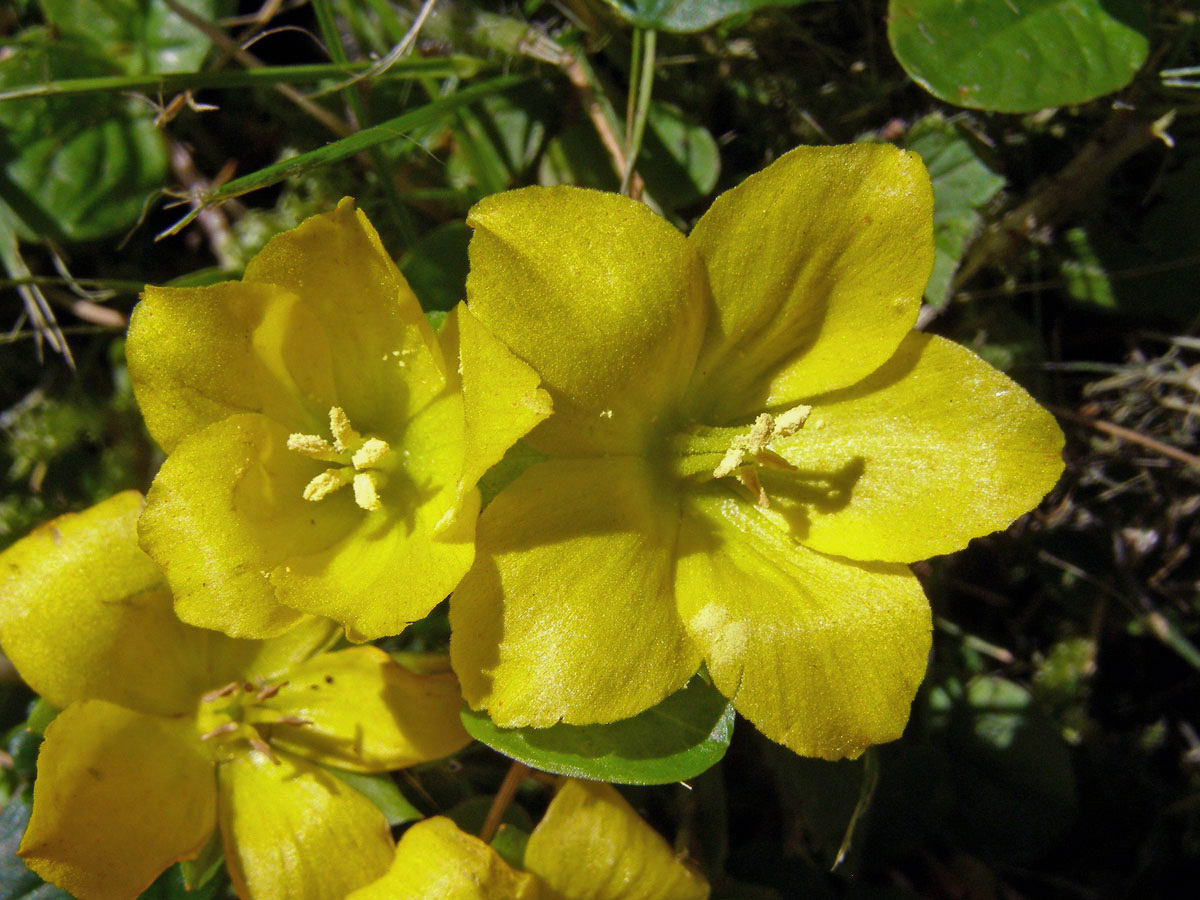 Vrbina penízková (Lysimachia nummularia L.)